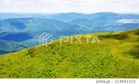 alpine grassy hills. carpathian landscape of ukraine on a sunny summer day. mountainous scenery with view in to the distant valley beneath a blue sky with fluffy clouds 113691313