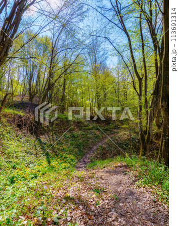 primeval forest trail in wild scenery. trees in green foliage. carpathian woodland in spring 113691314