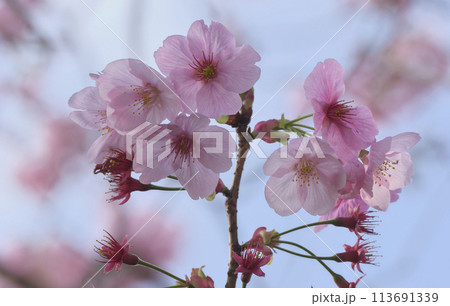 青空に映える桜 青空に映える桜 113691339