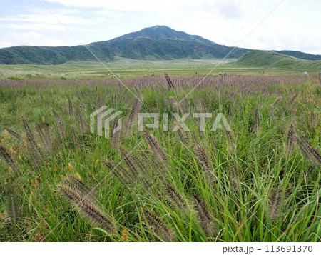 チカラシバ（Pennisetum alopecuroides）が生える阿蘇・草千里ヶ浜　（熊本県） 113691370