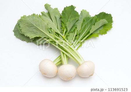 小カブ 小カブ 113691523