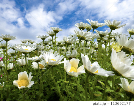 クリサンセマム 113692177