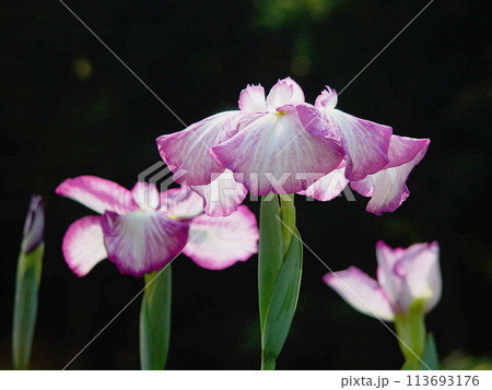 ピンクの花びらが輝くハナショウブ　花(6月)ハナショウブ(花菖蒲)28H4.3 113693176