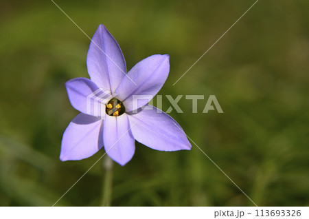 青いハナニラの花 青いハナニラの花 113693326