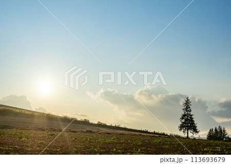 【北海道】夕暮れのクリスマスツリーの木 【北海道】夕暮れのクリスマスツリーの木 113693679