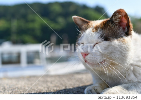 堀切港の猫 113693854