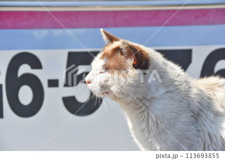 堀切港の猫 堀切港の猫 113693855