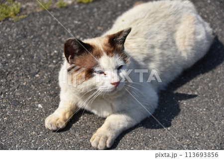 堀切港の猫 堀切港の猫 113693856