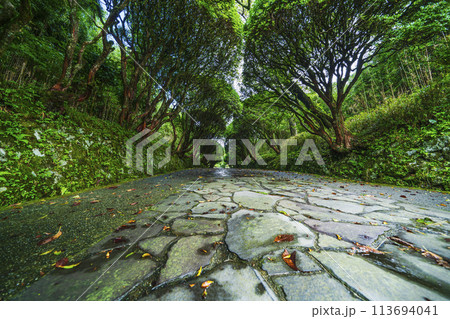 夏の恩賜箱根公園　緑に囲まれた石畳の遊歩道【神奈川県・箱根町】 113694041