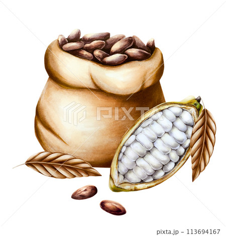 Watercolor composition with open cocoa pod, fruit and dry leaf. Beans in a canvas bag. Hand drawn realistic organic superfood illustration isolated on white background. For designers, packaging design 113694167