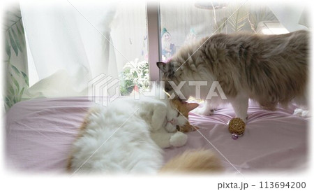 毛づくろいをしあう2匹の猫 毛づくろいをしあう2匹の猫 113694200