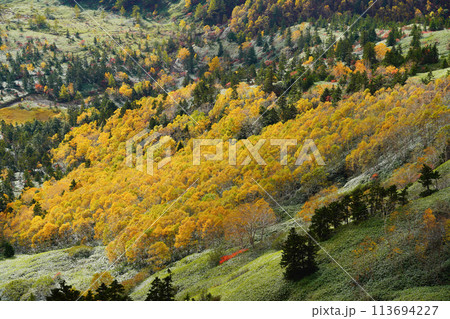 （群馬県）渋峠から望む、紅葉した芳ヶ平湿原 113694227