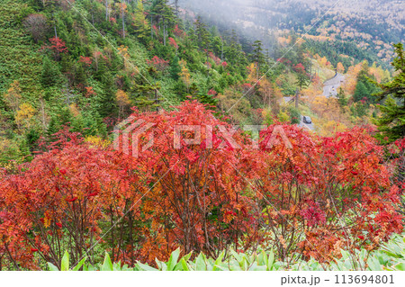 （群馬県）紅葉が美しい志賀草津道路（さわやか街道）　つづら折りの万座三差路付近 113694801