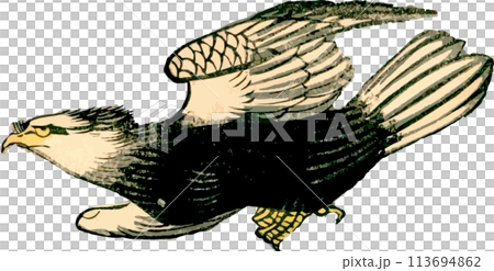 Flying Eagle 113694862