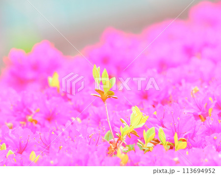 咲き誇る花々 咲き誇る花々 113694952