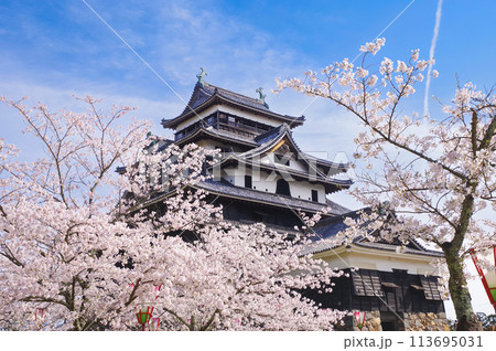 春の松江城 113695031