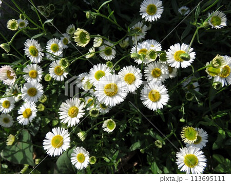 エリゲロン 113695111