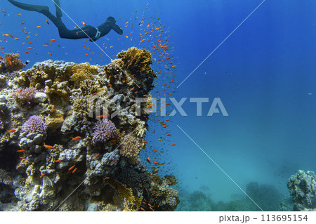 Freediver Swimming in Deep Sea With Sunrays. Young Man Diver Eploring Sea Life. Freediver Swimming in Deep Sea With Sunrays. Young Man Diver Eploring Sea Life. 113695154