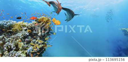 Underwater Tropical Corals Reef with colorful sea fish. Marine life sea world. Tropical colourful underwater seascape. Underwater Tropical Corals Reef with colorful sea fish. Marine life sea world. Tropical colourful underwater seascape. 113695156
