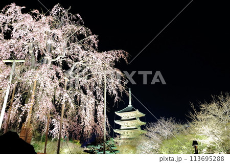ライトアップされた東寺の桜 ライトアップされた東寺の桜 113695288