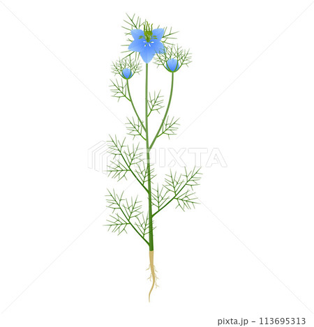 Nigella damask plant with flowers and roots on a white background. 113695313