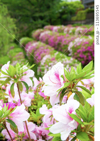 ツツジの花壇 113695545