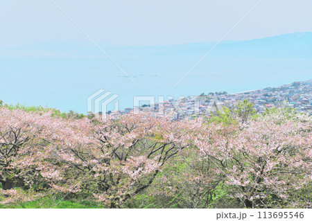 二宮吾妻山公園から桜越しに見おろす相模湾 二宮吾妻山公園から桜越しに見おろす相模湾 113695546