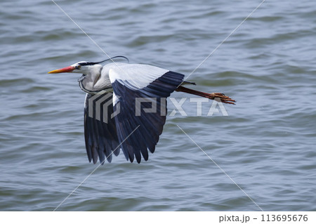 湖山池の上を飛ぶアオサギ 鳥取県 青島 113695676