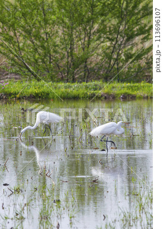 水田で餌を探すダイサギ 白鷺 113696107