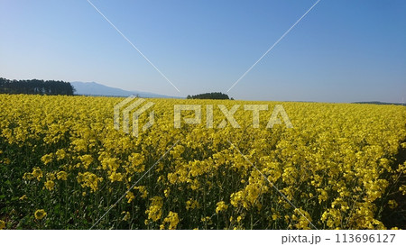 菜の花畑 菜の花畑 113696127