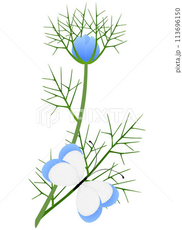 Nigella damask branch with a butterfly on a white background. Nigella damask branch with a butterfly on a white background. 113696150