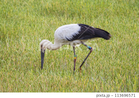 田んぼで餌を探すコウノトリ 鸛 113696571