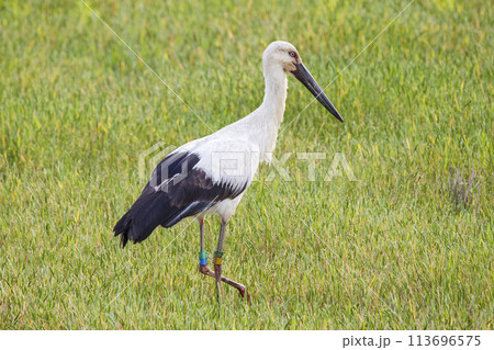 田んぼで餌を探すコウノトリ 鸛 113696575