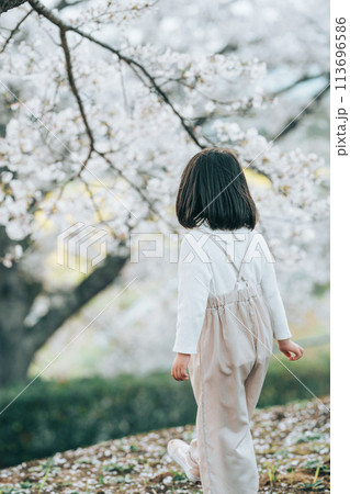 桜の花を見るボブヘアーの女の子の後ろ姿 桜の花を見るボブヘアーの女の子の後ろ姿 113696586