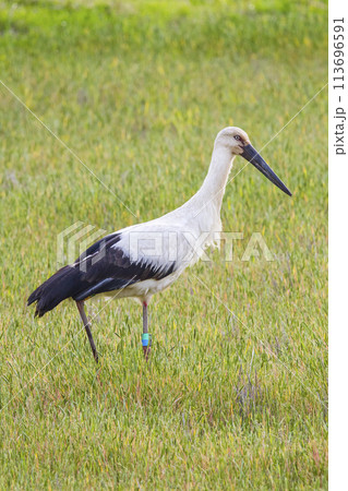 田んぼで餌を探すコウノトリ 鸛 113696591