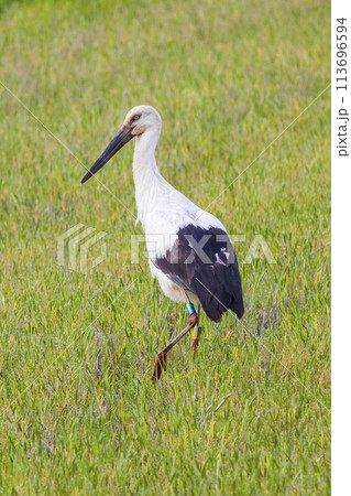 田んぼで餌を探すコウノトリ 鸛 田んぼで餌を探すコウノトリ 鸛 113696594