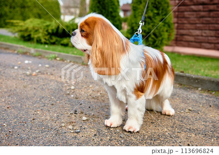 Cavalier King Charles Spaniel dog is standing in close-up dog stands in front of the camera and looks away Cavalier King Charles Spaniel dog is standing in close-up dog stands in front of the camera and looks away 113696824