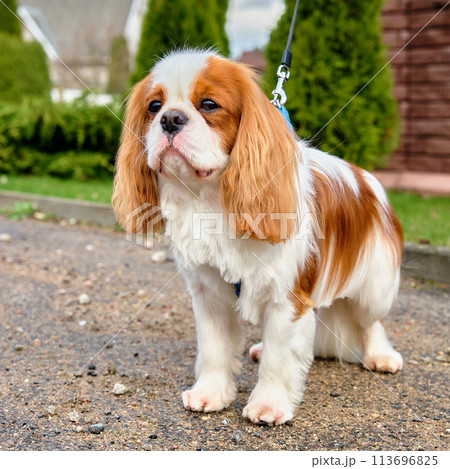 Cavalier King Charles Spaniel dog dog close-up 113696825