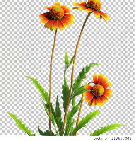 Helenium Helenium autumnale with vibrant daisy like flowers in shades of yellow orange or red 113697043