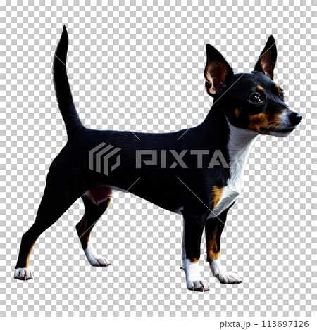 Silhouette of Rat Terrier Dog isolated on transparent background 113697126