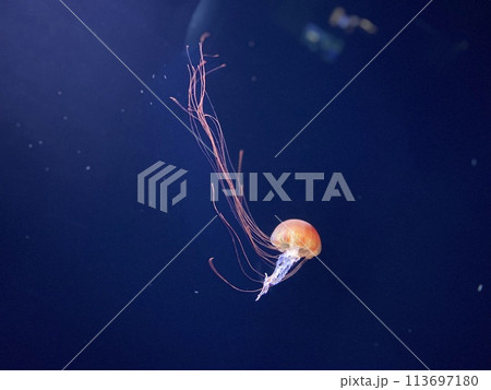 クラゲ 113697180