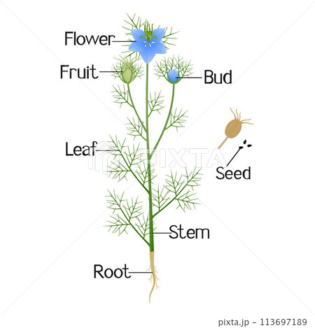 Parts of nigella damask plant isolated on a white background. Parts of nigella damask plant isolated on a white background. 113697189