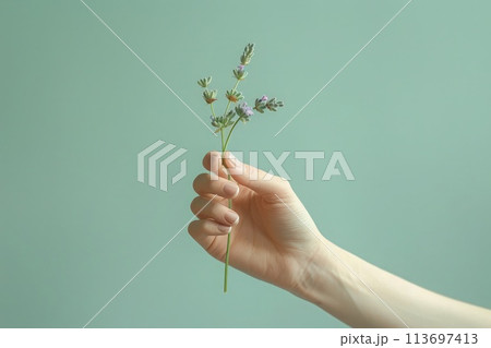 A delicate hand holding a sprig of greenery against a soothing teal background 113697413