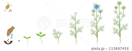 Cycle of growth of nigella damask plant isolated on a white background. Cycle of growth of nigella damask plant isolated on a white background. 113697458