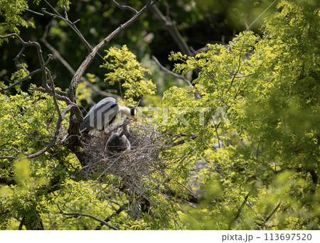 Grey heron on the nest. Heron feed the chicks. 113697520