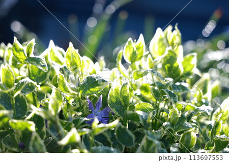 朝日を浴びる植物 朝日を浴びる植物 113697553