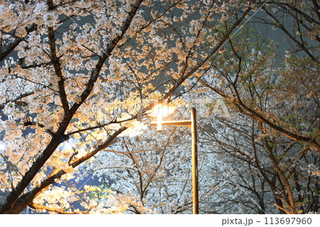 街灯に照らされた桜 113697960