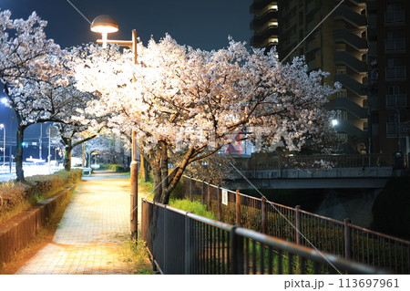 ライトアップされた夜桜 113697961