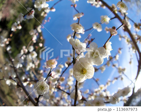魚眼レンズで撮影した白い梅の花 魚眼レンズで撮影した白い梅の花 113697973