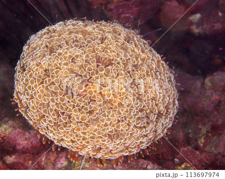 野生のラッパウニ 113697974